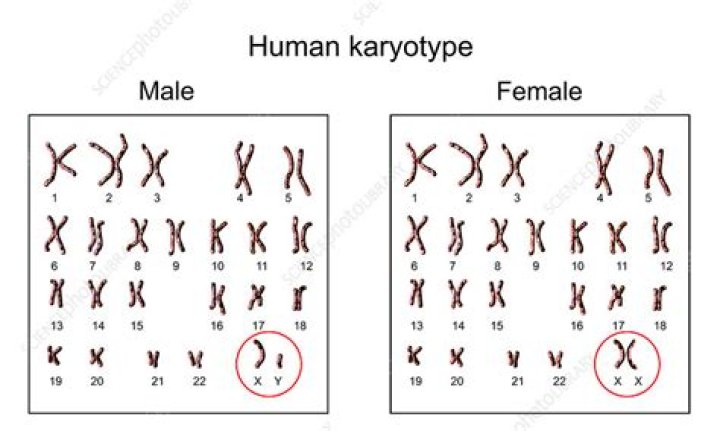 Can DNA tests determine if a person is male or female?