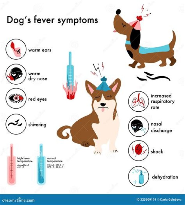What animals get fever?