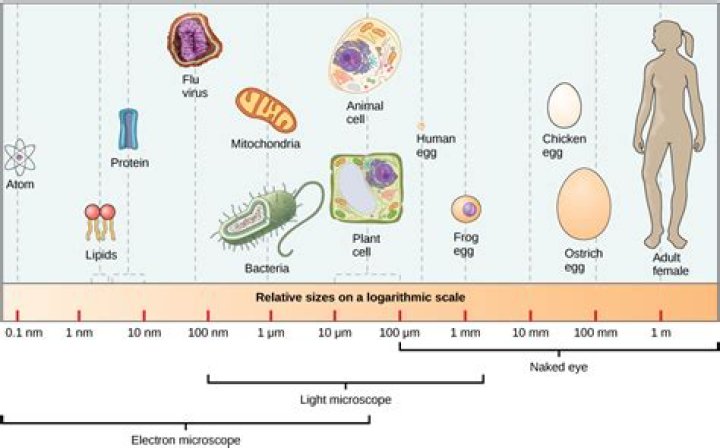 What is the size of the smallest bacterium?